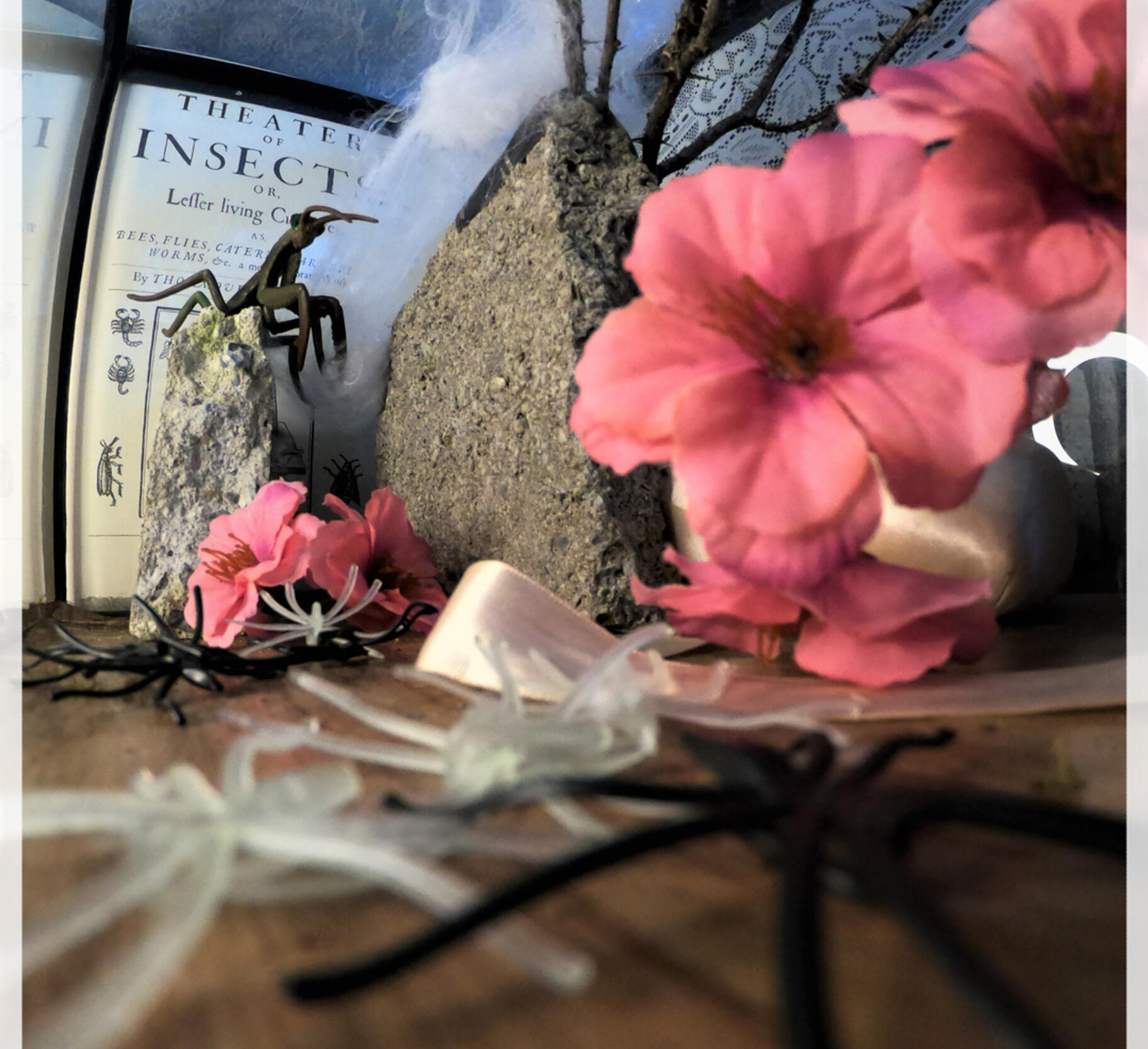 Vivarium Mimentomologique